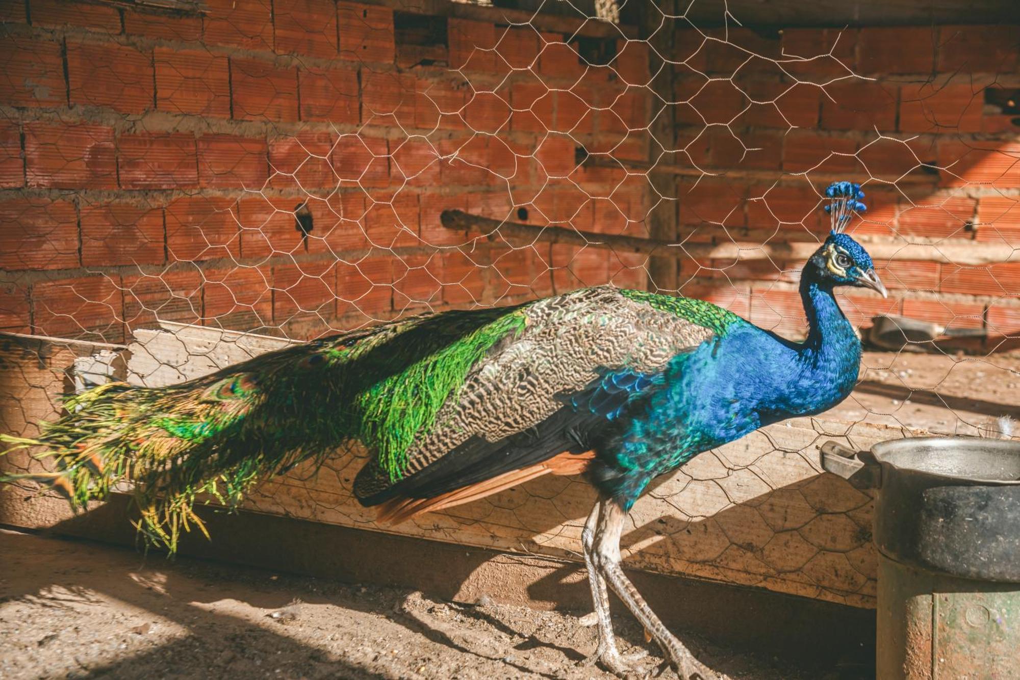 Hotel Fazenda Reviver Арасояба-да-Серра Экстерьер фото
